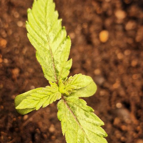 MJ 1702 - Auto XXL growlog timeline photo