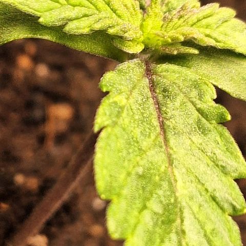 MJ 1702 - Auto XXL growlog timeline photo