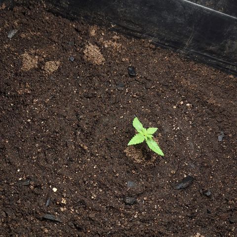 MJ 1702 - Auto XXL growlog photo: Hoje esta destravada mas pode ser que fique pequena 
Pelo menos ta desenvolvendo bem as folhas!