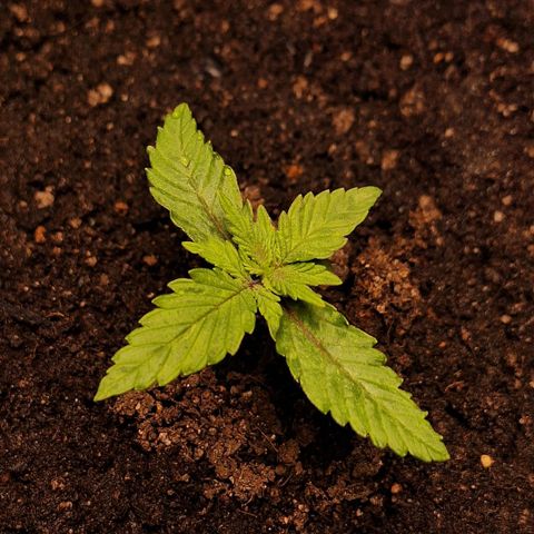 MJ 1702 - Auto XXL growlog photo: Hoje esta destravada mas pode ser que fique pequena 
Pelo menos ta desenvolvendo bem as folhas!