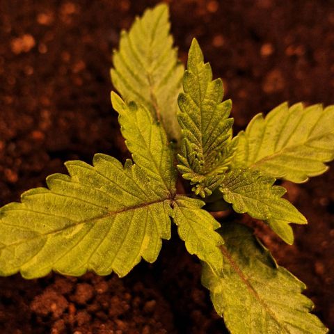 MJ 1702 - Auto XXL growlog timeline photo