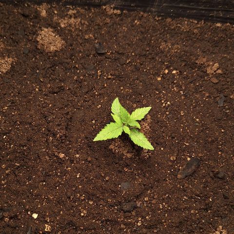 MJ 1702 - Auto XXL growlog timeline photo