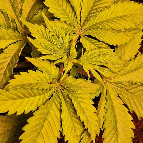 MJ 1702 - Auto XXL growlog timeline photo