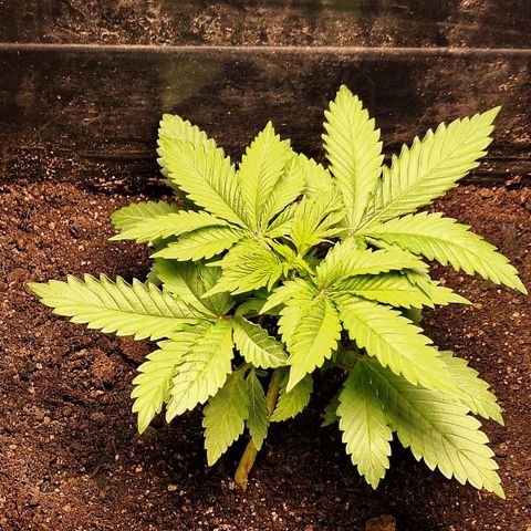 MJ 1702 - Auto XXL growlog timeline photo