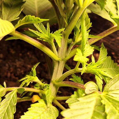 MJ 1702 - Auto XXL growlog timeline photo
