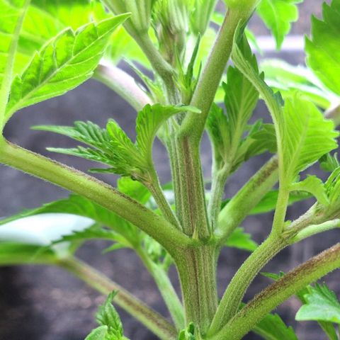 MJ 1702 - Auto XXL growlog timeline photo