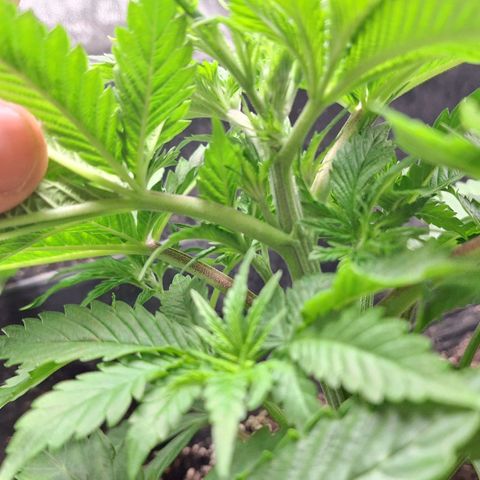 MJ 1702 - Auto XXL growlog timeline photo
