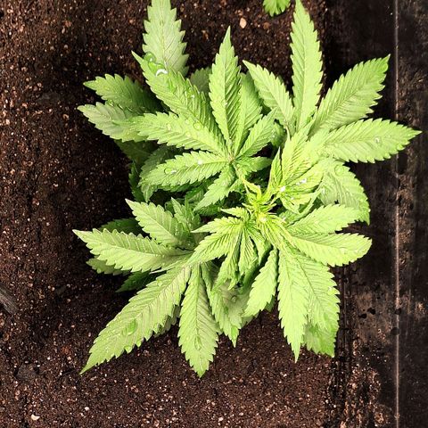 MJ 1702 - Auto XXL growlog timeline photo