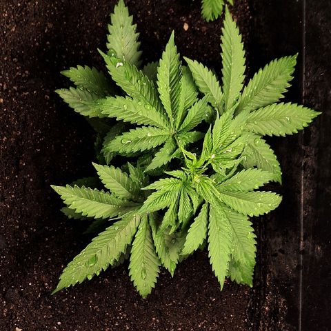 MJ 1702 - Auto XXL growlog timeline photo