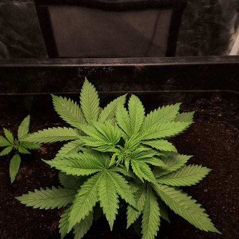 MJ 1702 - Auto XXL growlog timeline photo