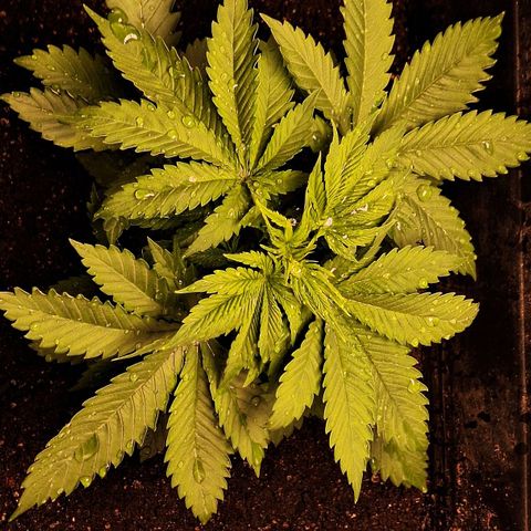MJ 1702 - Auto XXL growlog timeline photo