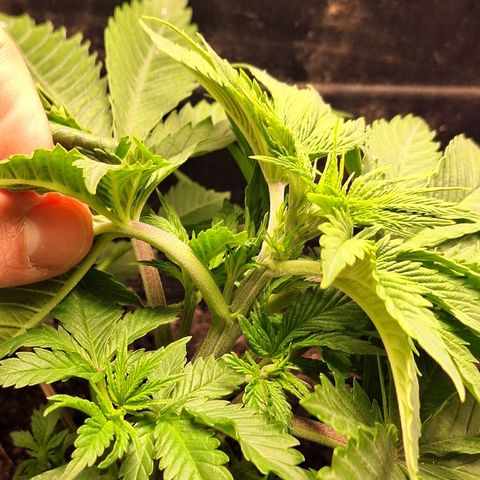 MJ 1702 - Auto XXL growlog timeline photo