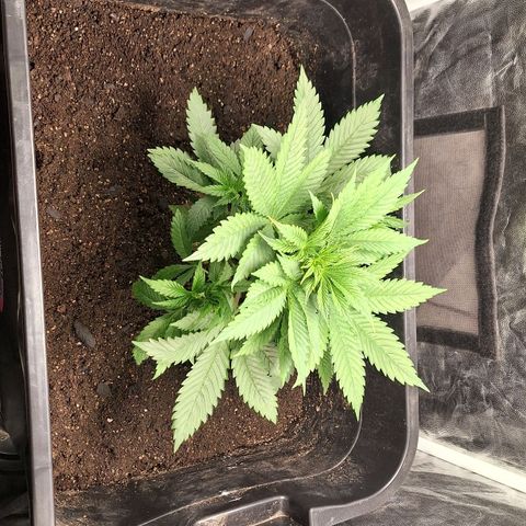 MJ 1702 - Auto XXL growlog timeline photo