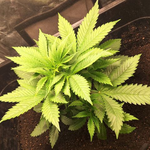 MJ 1702 - Auto XXL growlog timeline photo