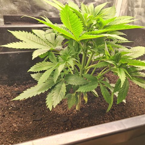 MJ 1702 - Auto XXL growlog timeline photo