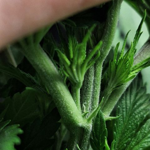 MJ 1702 - Auto XXL growlog photo: Primeiros pistilos, e inseri uma camada de perlita expandida para controle de moscas do fungo (Sciariade)
Próxima rega irei inserir root soil guard, prevenção e fortalecimento das raízes 