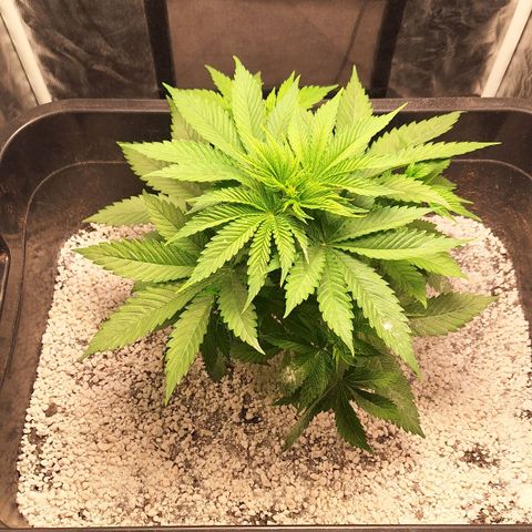 MJ 1702 - Auto XXL growlog photo: Primeiros pistilos, e inseri uma camada de perlita expandida para controle de moscas do fungo (Sciariade)
Próxima rega irei inserir root soil guard, prevenção e fortalecimento das raízes 