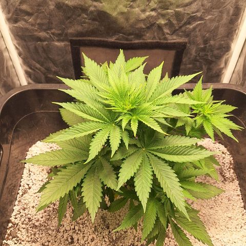MJ 1702 - Auto XXL growlog timeline photo