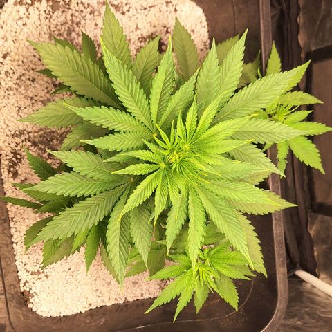 MJ 1702 - Auto XXL growlog timeline photo