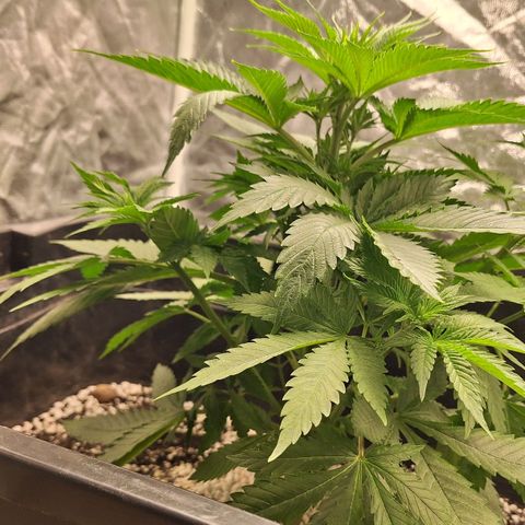 MJ 1702 - Auto XXL growlog timeline photo