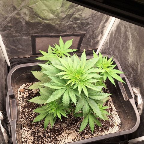 MJ 1702 - Auto XXL growlog timeline photo