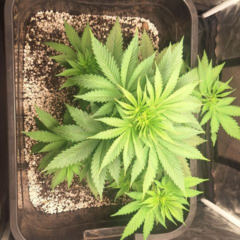 MJ 1702 - Auto XXL growlog timeline photo