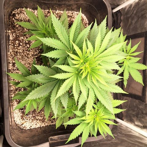 MJ 1702 - Auto XXL growlog timeline photo