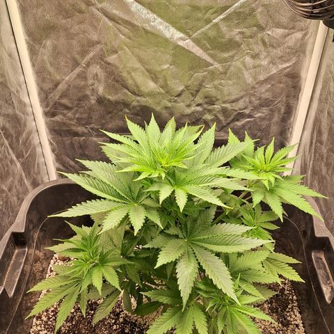 MJ 1702 - Auto XXL growlog timeline photo