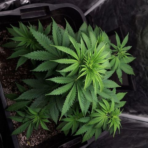 MJ 1702 - Auto XXL growlog timeline photo