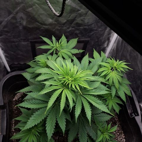 MJ 1702 - Auto XXL growlog timeline photo