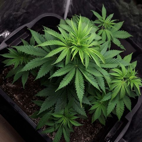 MJ 1702 - Auto XXL growlog timeline photo