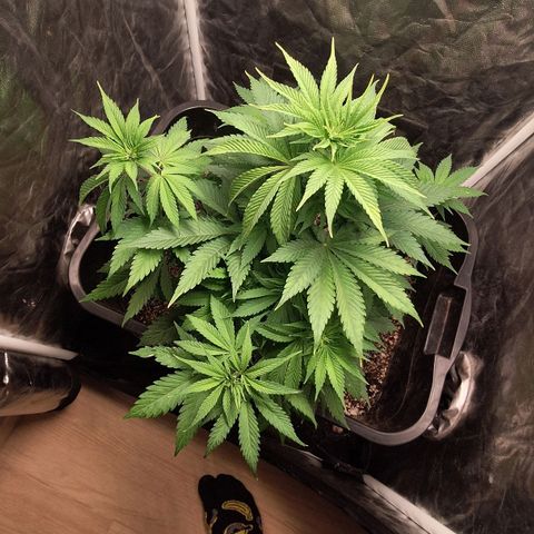 MJ 1702 - Auto XXL growlog photo: Meinha braba