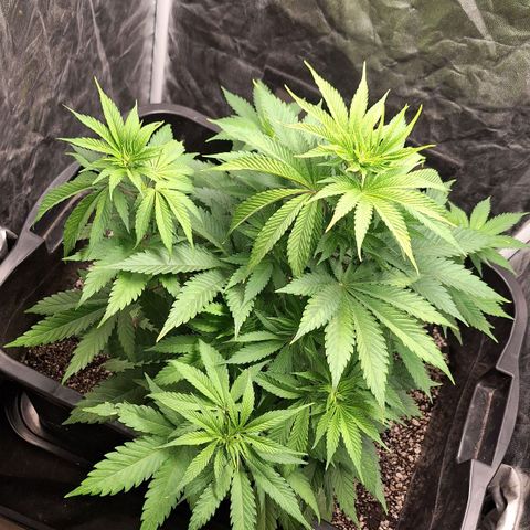 MJ 1702 - Auto XXL growlog photo: Meinha braba