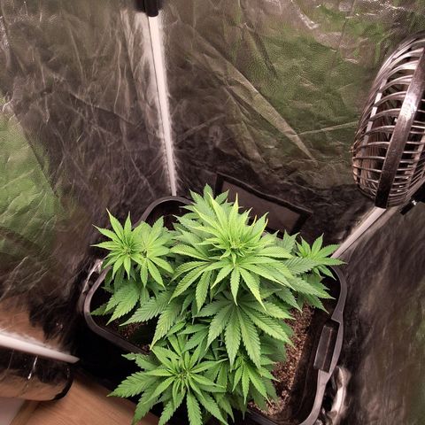 MJ 1702 - Auto XXL growlog timeline photo