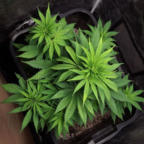 MJ 1702 - Auto XXL growlog timeline photo