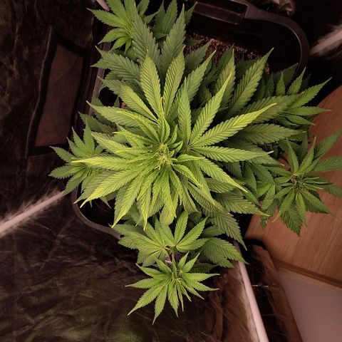 MJ 1702 - Auto XXL growlog timeline photo