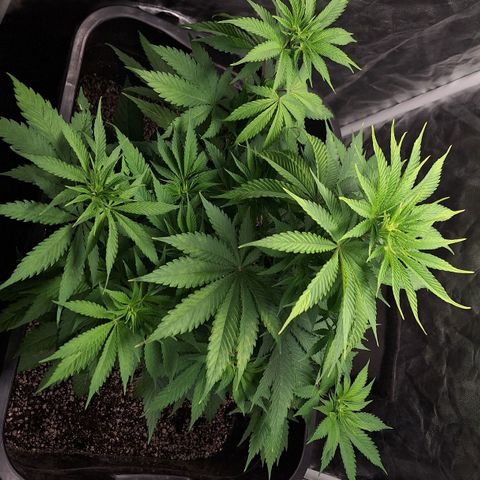 MJ 1702 - Auto XXL growlog timeline photo