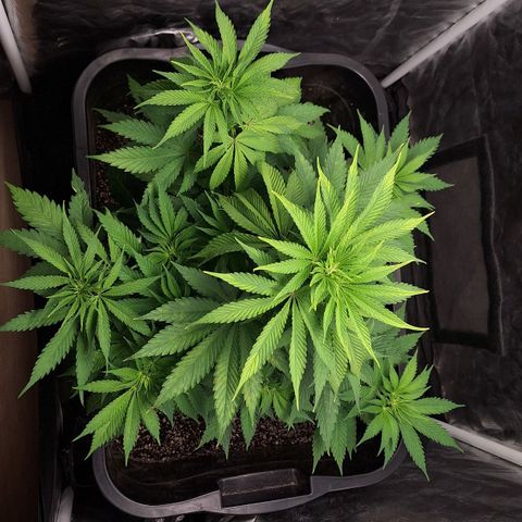 MJ 1702 - Auto XXL growlog timeline photo