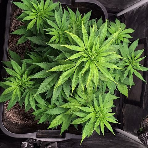 MJ 1702 - Auto XXL growlog timeline photo