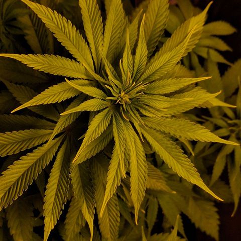 MJ 1702 - Auto XXL growlog timeline photo