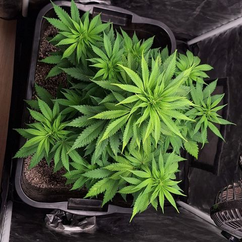 MJ 1702 - Auto XXL growlog timeline photo