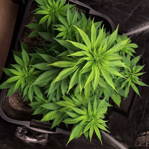 MJ 1702 - Auto XXL growlog timeline photo