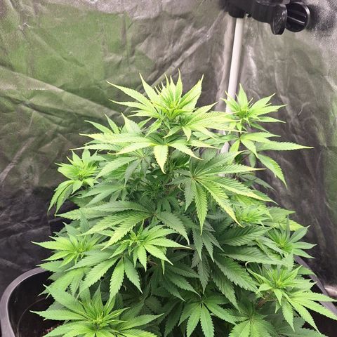 MJ 1702 - Auto XXL growlog photo: Ja começando a formar os top buds