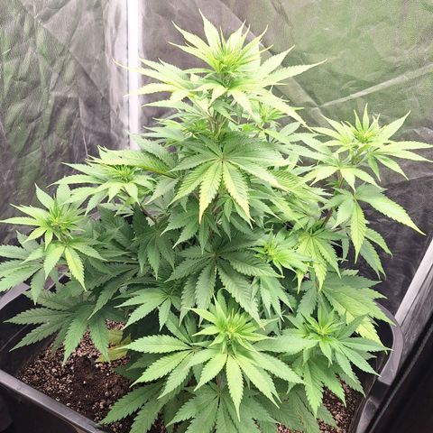 MJ 1702 - Auto XXL growlog photo: Ja começando a formar os top buds
