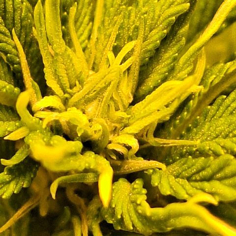 MJ 1702 - Auto XXL growlog photo: Ja começando a formar os top buds