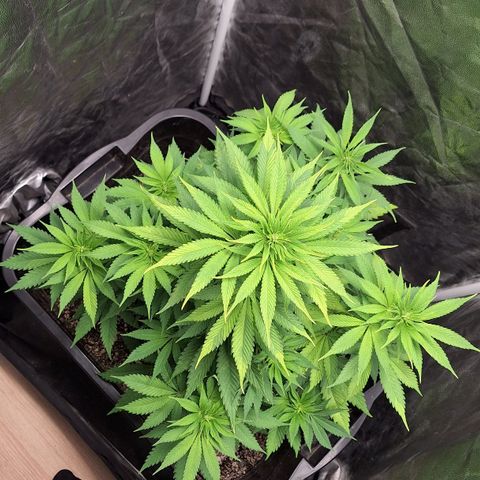 MJ 1702 - Auto XXL growlog photo: Ja começando a formar os top buds