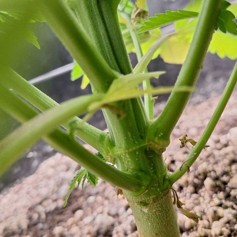 MJ 1702 - Auto XXL growlog photo: Caule grosso, vai suportar os buds!
Está bem saudável 