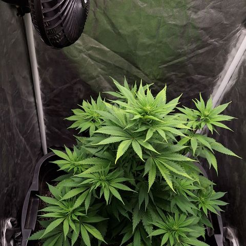MJ 1702 - Auto XXL growlog timeline photo