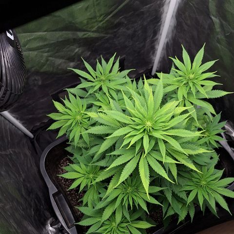 MJ 1702 - Auto XXL growlog timeline photo