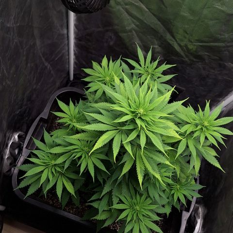MJ 1702 - Auto XXL growlog timeline photo
